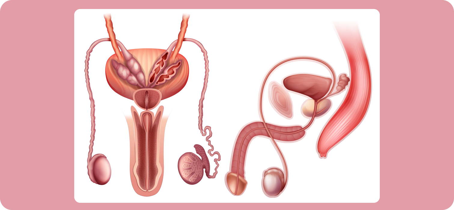 Массаж простаты